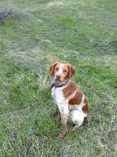 Donald llegó a nuestras vidas siendo sólo un bebé. Pensando que sería un perro de caza más, se ha convertido en un verdadero amigo que no te deja nunca solo. Un perro excepcional y aún mejor maestro para Calcetines al que ha enseñado todo lo que sabe.